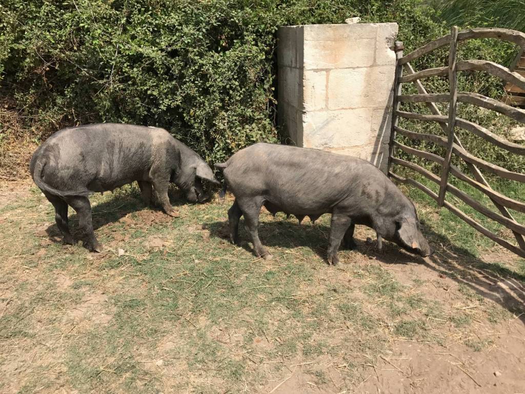 Minorque cami cavalls porcs