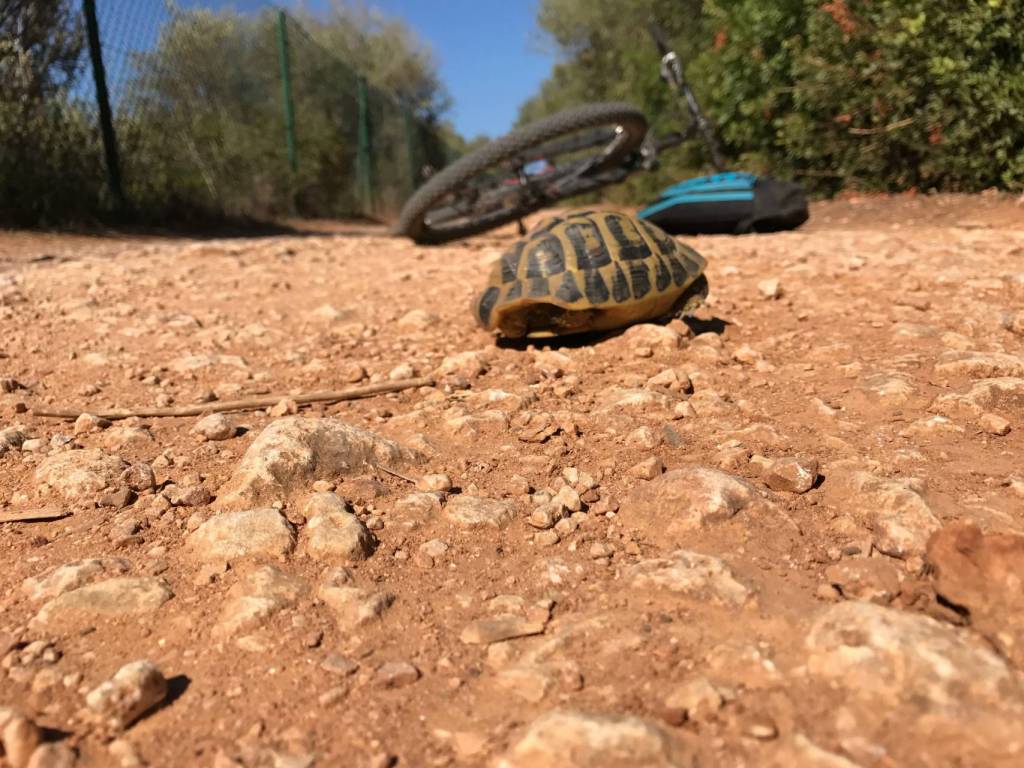 Minorque cami cavalls tortue