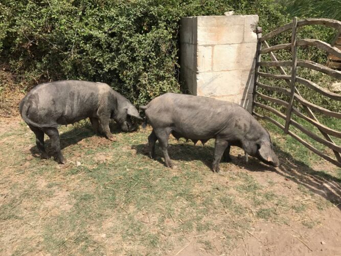 Minorque cami cavalls porcs