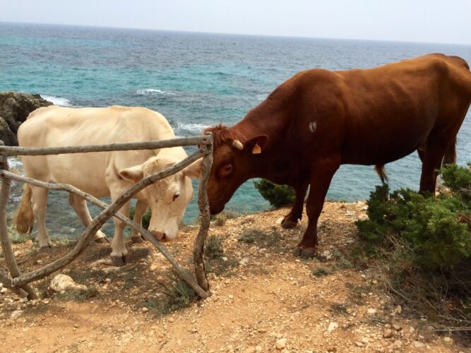 Minorque cami cavalls vaches